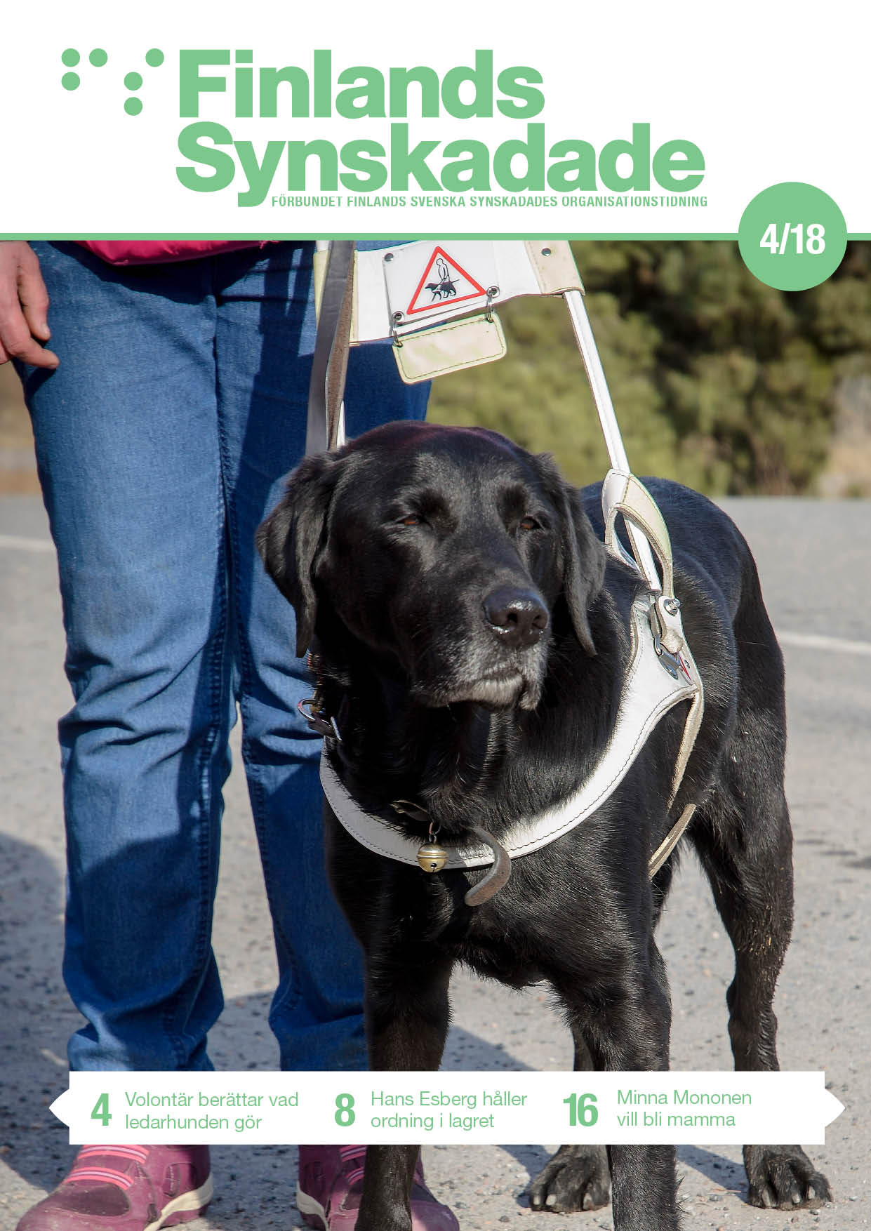 Svart labrador i ledarhundsele