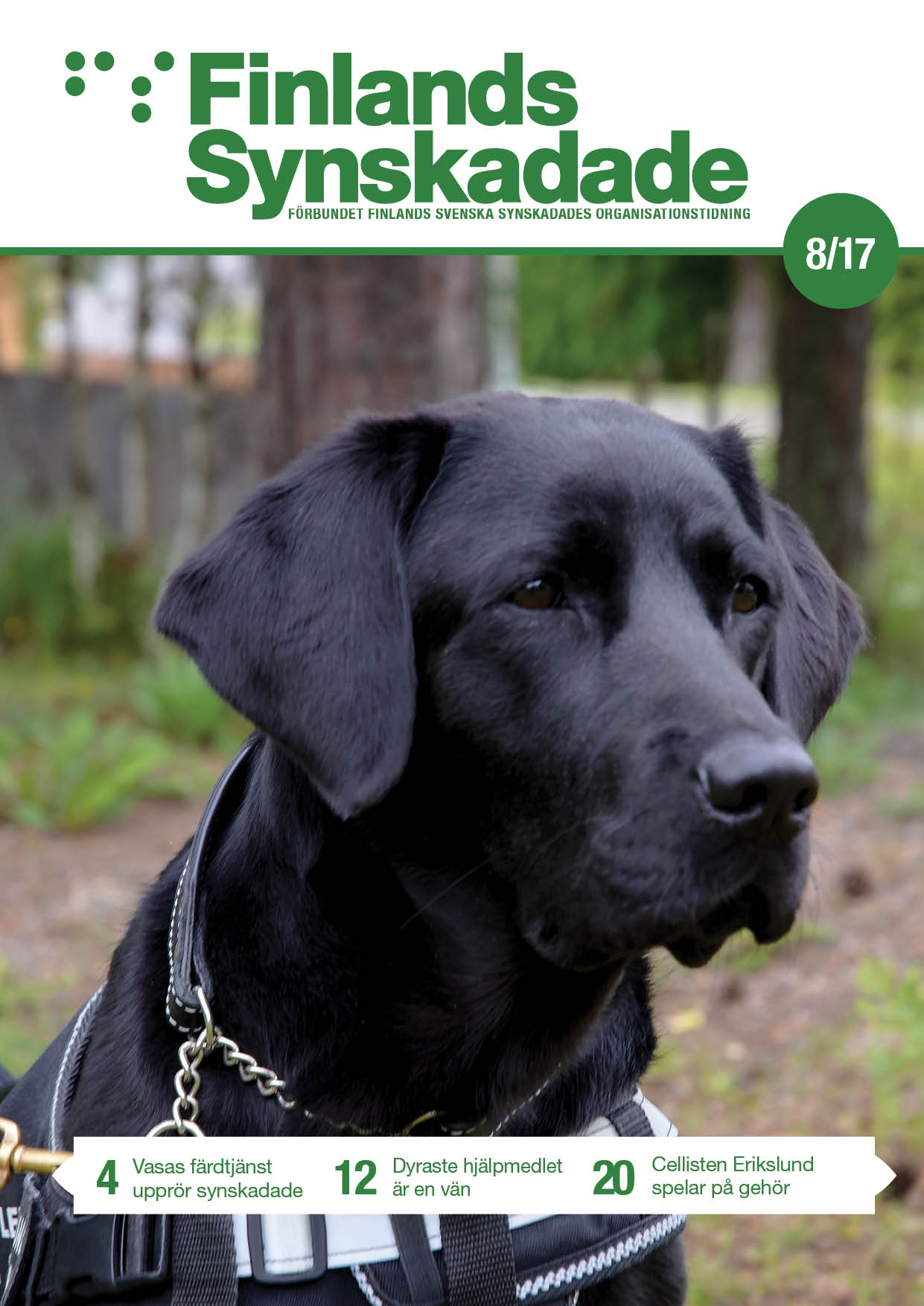 Svart labrador spejar ivrigt