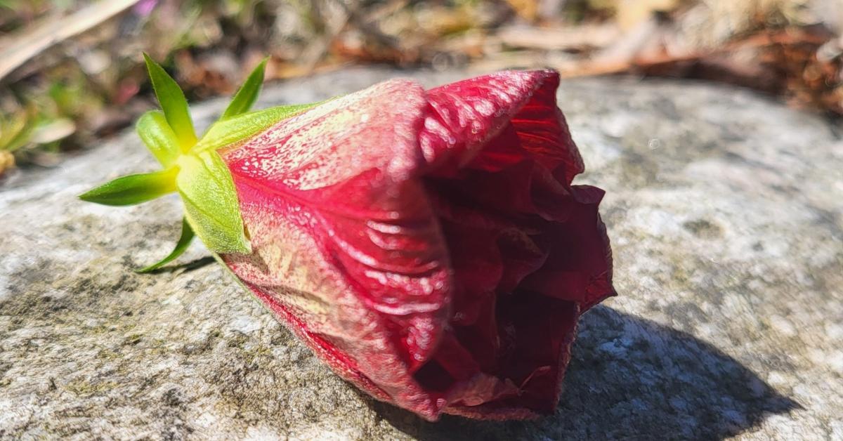 en hibiscus blomknopp