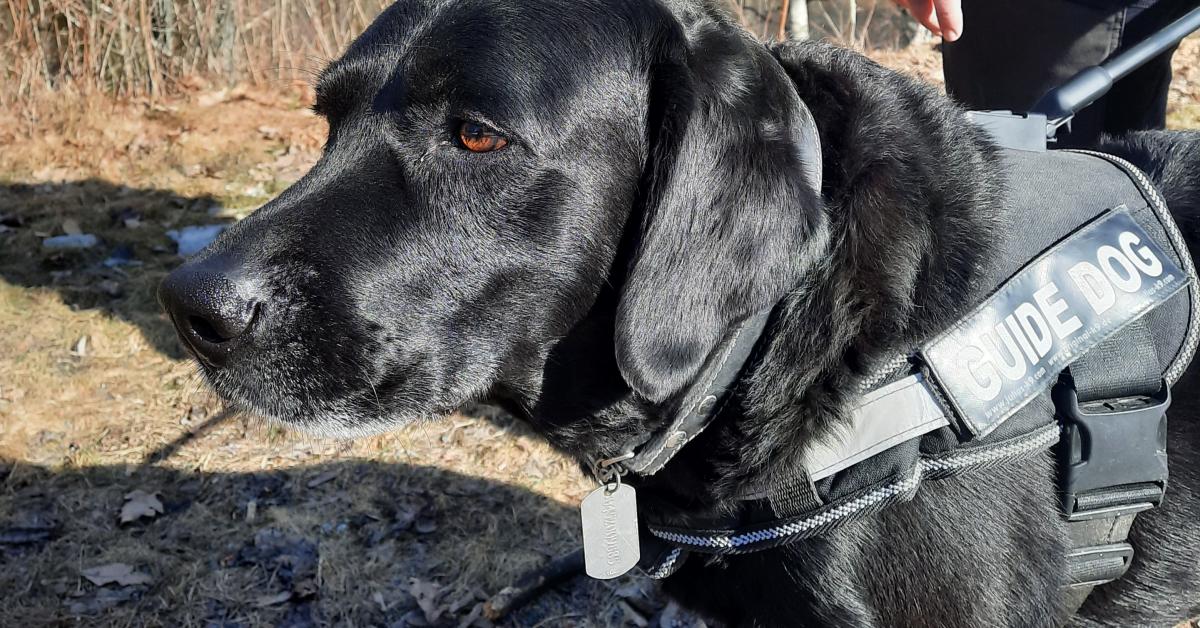 Otzo, svart labrador