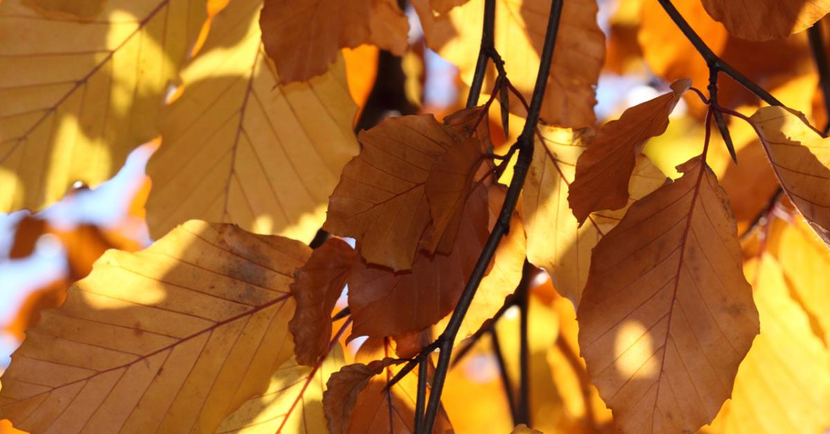 Gul-orangefärgade höstlöv som solen lyser på