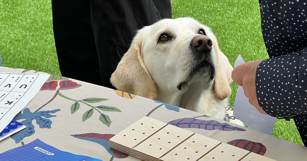 Närbild. Huvudet på en ljus labrador i ledarhundssele sticker upp bakom kanten av ett bord som står på en gräsmatta utomhus. Hunden tittar uppåt till höger mot en person delvis utanför bild som håller ett papper med punktskrift. På den blommiga bordsduken ligger ett träbräde med hål ordnade som punktskriftsceller, och nere till vänster på bordet syns ett hörn av ett tryckt punktskriftsalfabet.