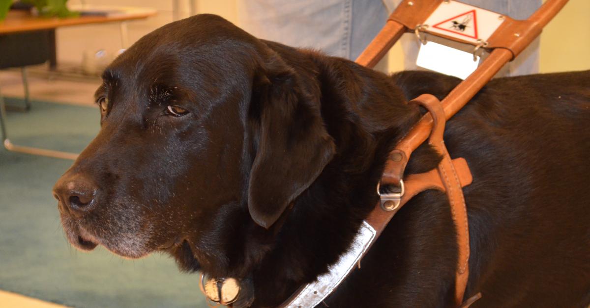 En svart labrador i ledarhundssele